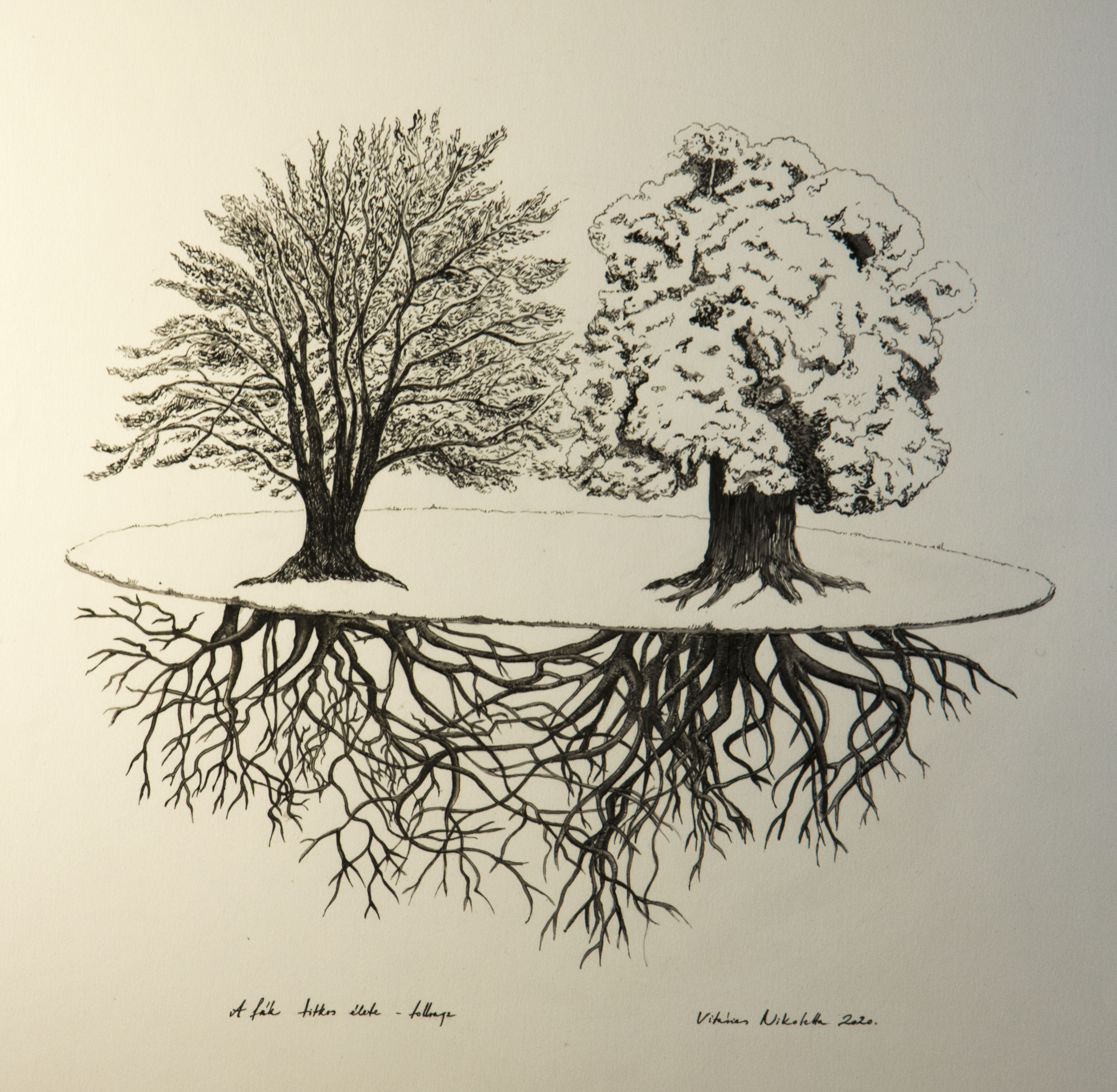 Vitárius Nikoletta:  A fák titkos élete